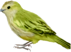 Птицы